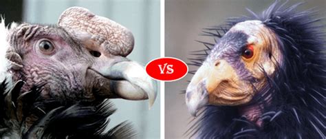 Andean Condor vs California Condor fight comparison, who will win?