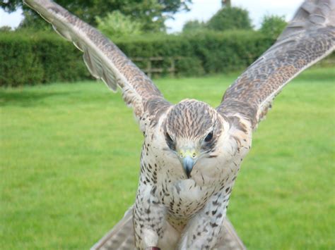 Falconry Weekend - 'Select' 60 Minute Experience - Hawk on the Wild Side