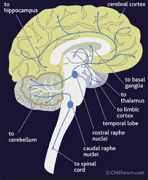 3: Serotonergic pathways in the brain[2] | Download Scientific Diagram