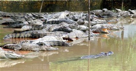 Flooding 'frees' hundreds of crocodiles