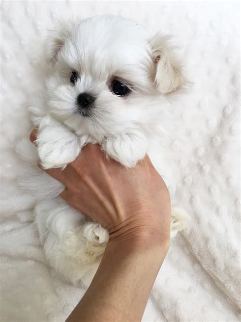 Teacup Maltese Puppy for sale! | iHeartTeacups