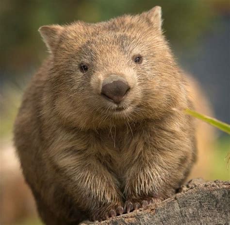 wombats wombat animal wombat wallpaper wombat drawing cute wombat ...