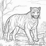 Black Panther Animal Coloring Pages  Free & Printable sketch template