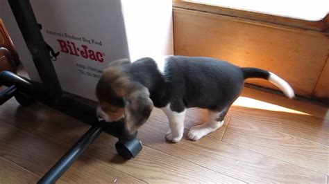 Beagle's puppy playing in room. - YouTube