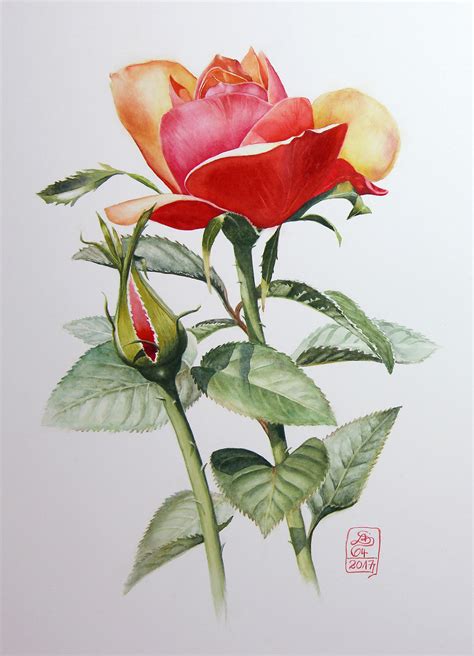 Watercolour Botanical Painting with Susanne Absolon - Jackson's Art Blog