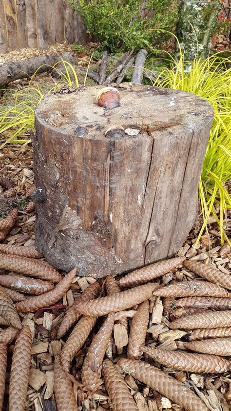 Free Images : nature, forest, wood, leaf, round, trunk, old, slice ...