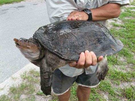 soft shell turtle - Google Search | Turtle facts, Turtle, Tortoises