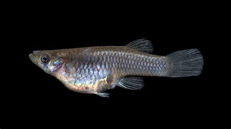 Gambusia affinis » NCFishes.com