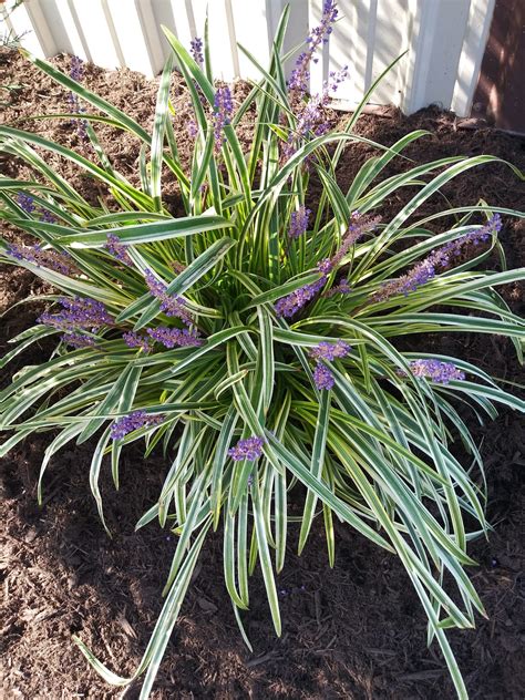 Liriope, Variegated - Longview Nursery