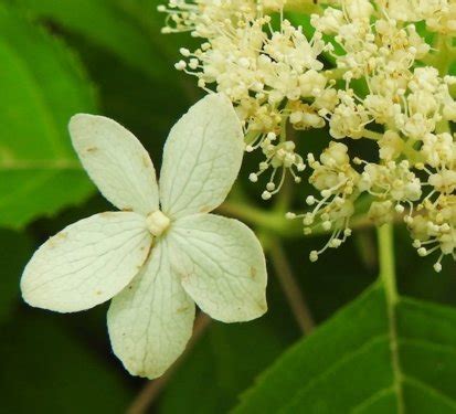 Wild Hydrangea | MONPS