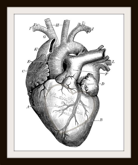 Draw Easy Simple Human Heart Heart Diagram Anatomy Coloring Anatomical ...