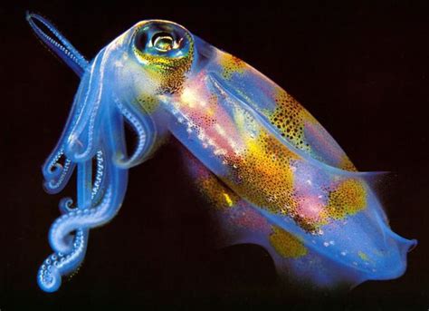 I think this is a cuttlefish love how the tentacles curl and glow! | Ocean creatures, Underwater ...