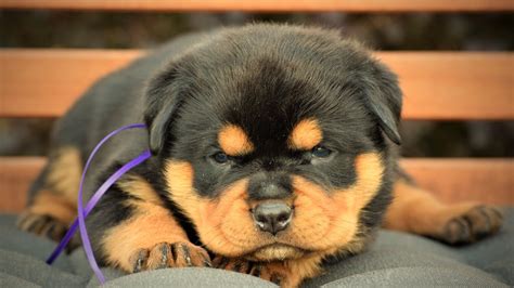 DKV Rottweilers | German Rottweiler Puppies For Sale