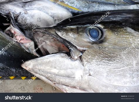 4 Blackfin Tuna Stock Photos, Images & Photography | Shutterstock