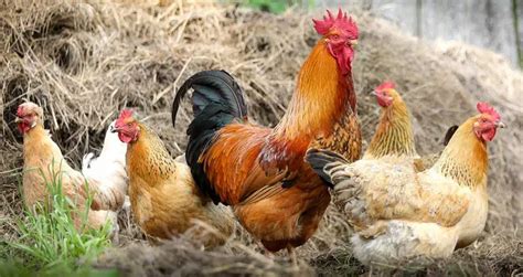 What Is A Group Of Chickens Called? [Chicken Group Terms] | Beyond The ...