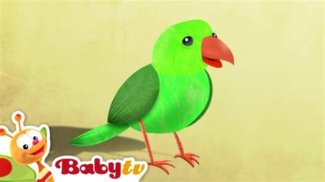 Bird 🦜 | Animals for Kids | Videos for toddlers @BabyTV - YouTube