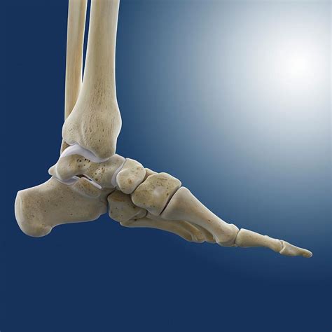 Medial Foot And Ankle Bones Photograph by Springer Medizin - Pixels