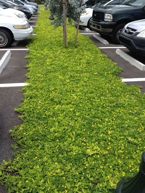 Ornamental Peanut at the downtown Public Library parking lot - Boca Raton | Ground cover plants ...