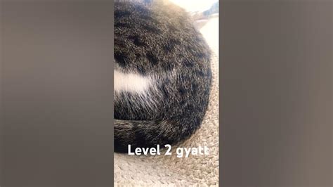 Levels of gyatt #dog/cat #pets - YouTube