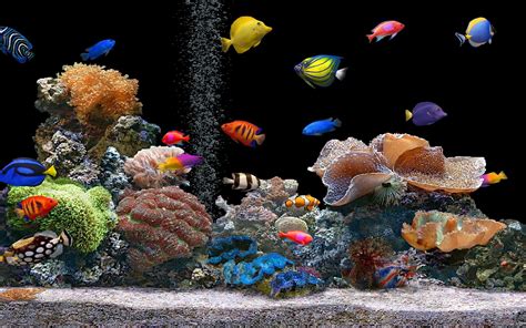 Aquarium Live Wallpaper For Windows 10 Free Download - Free Download Aquarium Live Wallpaper ...