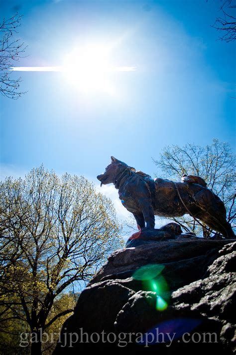 Balto statue-NYC | Wolf dog, Dog sledding, Dogs and puppies