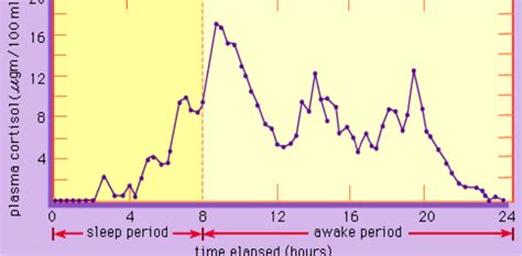 Cortisol Levels Over A 24-Hour Period