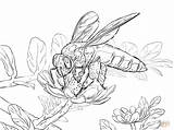 Coloring Pages Of Honey Bees  Home sketch template