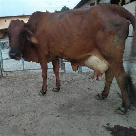 Pure Sahiwal Breed Cow at Best Price in Karnal, Haryana | Rulhan dairy farm