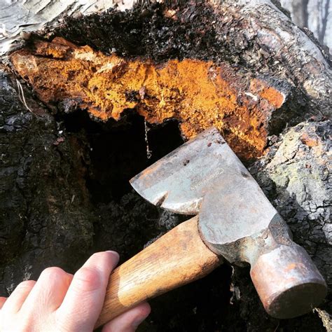 How to Find and Harvest Chaga Mushroom | PermacultureFX