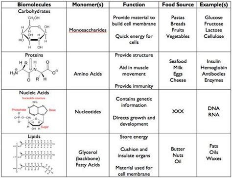 4 Major Biomolecules | Macromolecules, Macromolecules biology, Biology classroom