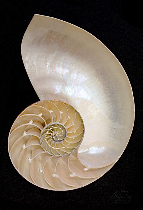 Fibonacci Shell Spiral - Atala Toy Nature Beings Photography