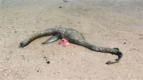 Loch Ness Monster found? Shocking pictures of unidentified sea creature surface | Fox News