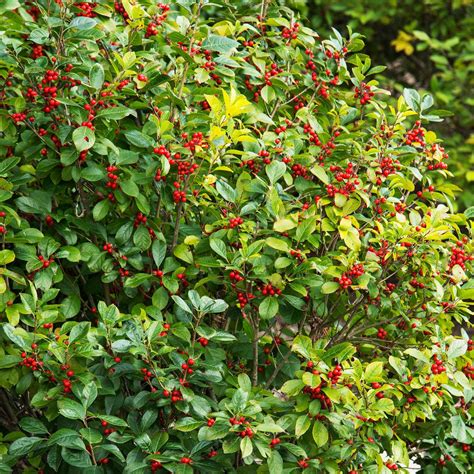 Spring Hill Nurseries 4 in. Pot Southern Gentleman Winterberry (Ilex), Live Evergreen Plant ...