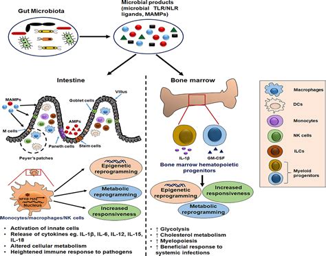 Gut Microbiota Immunity