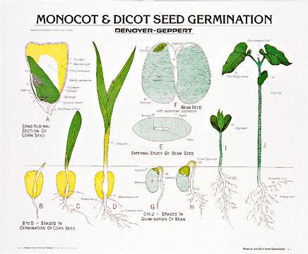 1900-10 Monocot and Dicot Seed Germination – Denoyer-Geppert Science Company