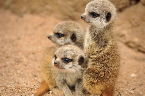 The newest babies at Melbourne Zoo. | Melbourne zoo, Cute animals, Zoo