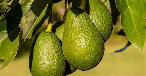 These are the best fertilizers to nourish your avocado trees | HappySprout