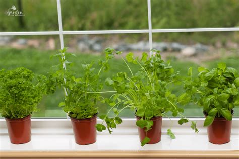 Indoor Herb Garden - Garden for Beginners