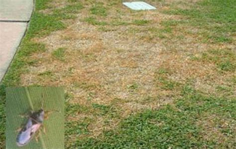 Is my lawn damage the result of insects? | Eco Green