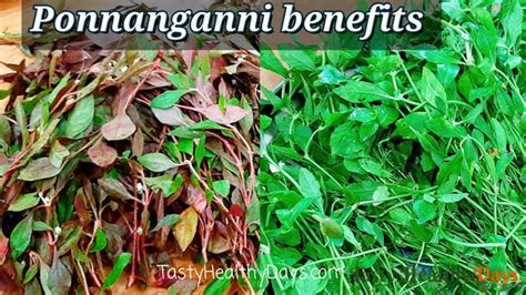 Ponnanganni Keerai benefits and how to use it effectively... - Tasty ...