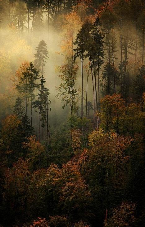 Ethereal forest, photo by Alexandre Deschaumes | Nature photography, Beautiful nature, Landscape ...