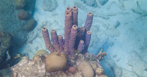 New Study Reveals Unique Dietary Strategy of a Tropical Marine Sponge ...