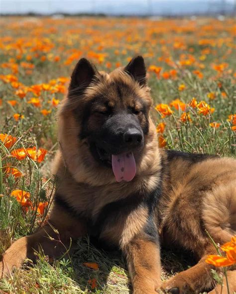 Is the German Shepherd Chow mix the best guard dog? - K9 Web