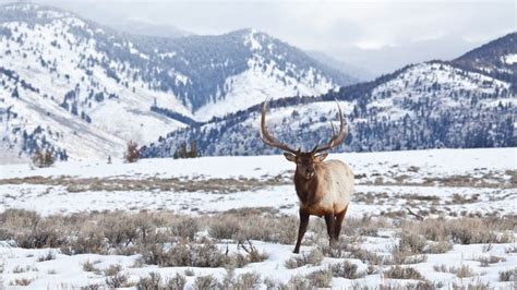 Elk Hunting 101 - eatingthewild.com