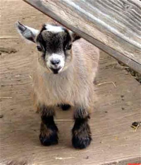 25+ Best Ideas about Baby Pygmy Goats on Pinterest | Pygmy goats, Baby goats and Miniature goats