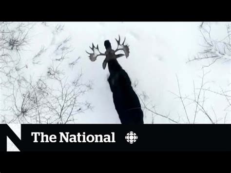 Canadian man captures footage of moose shedding antlers, an extremely rare moment to be captured ...