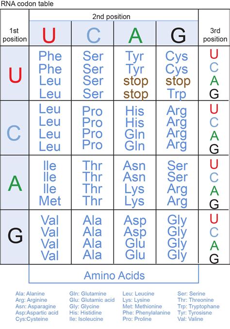 DNA and Proteins - Genetics Generation