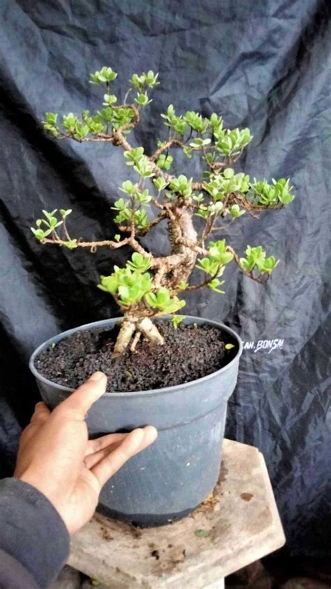 Bonsai Pemphis Acidula #35393, Furniture & Home Living, Gardening, Plants & Seeds on Carousell