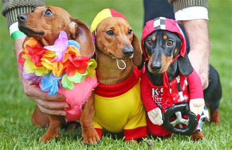 17 Pictures Of Sausage Dogs In Costumes That Will Make You Smile | Dachshund races, Dog costumes ...