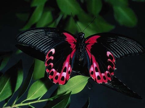 Beautiful Butterflies - Butterflies Wallpaper (9481188) - Fanpop